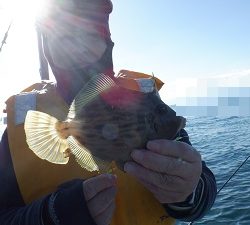 遊漁船 幸友丸 釣果