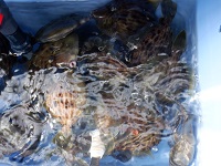 遊漁船 幸友丸 釣果