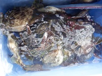 遊漁船 幸友丸 釣果