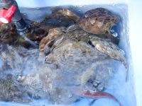 遊漁船 幸友丸 釣果