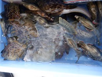 遊漁船 幸友丸 釣果