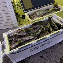 第八平成丸 釣果