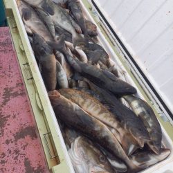 第八平成丸 釣果