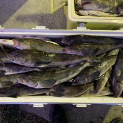 第八平成丸 釣果