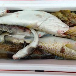 第八平成丸 釣果