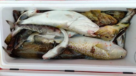 第八平成丸 釣果