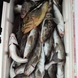 第八平成丸 釣果