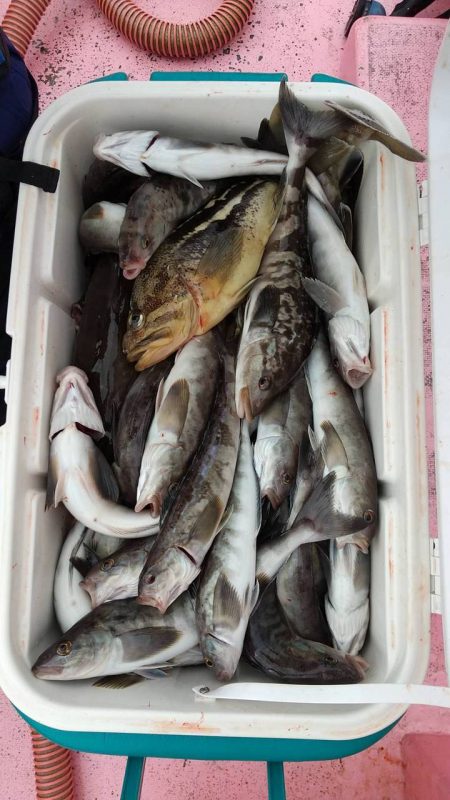 第八平成丸 釣果