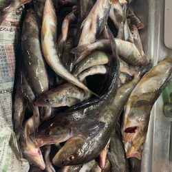 第八平成丸 釣果