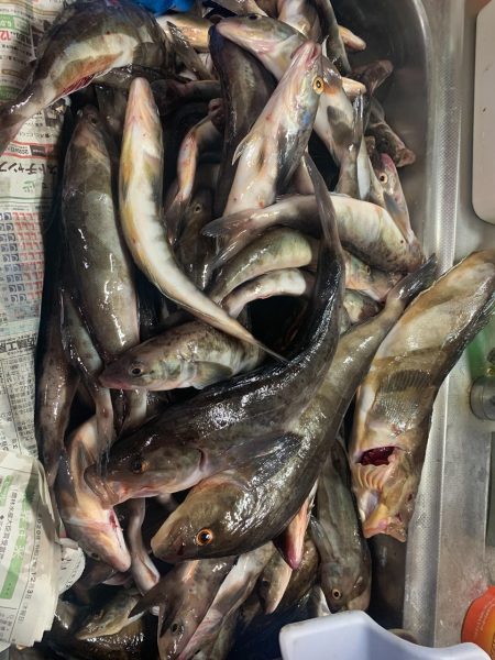 第八平成丸 釣果