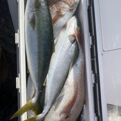 海龍丸（福岡） 釣果