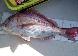 愛裕南丸 釣果