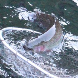 小菅トラウトガーデン 釣果