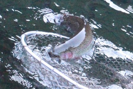 小菅トラウトガーデン 釣果