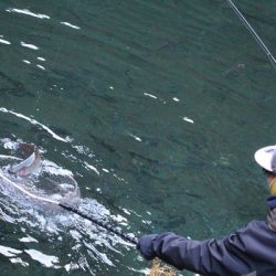 小菅トラウトガーデン 釣果