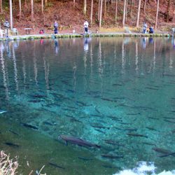 小菅トラウトガーデン 釣果