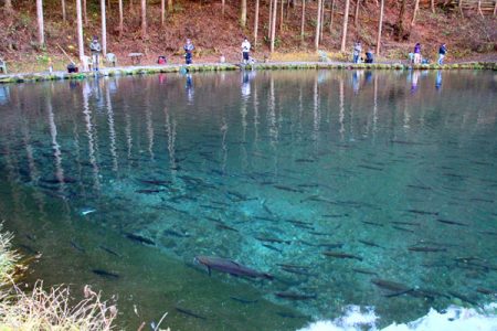 小菅トラウトガーデン 釣果
