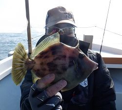 遊漁船 幸友丸 釣果