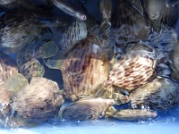 遊漁船 幸友丸 釣果