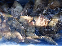 遊漁船 幸友丸 釣果