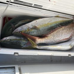 海龍丸(福岡) 釣果