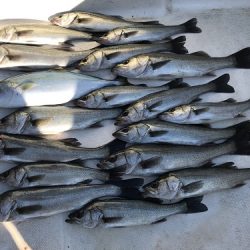 ルアー船マヒマヒ 釣果