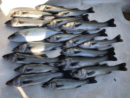 ルアー船マヒマヒ 釣果