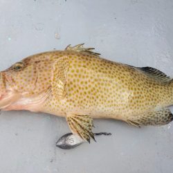 ブルーピア 釣果