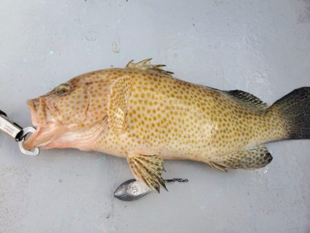 ブルーピア 釣果