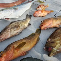 ブルーピア 釣果