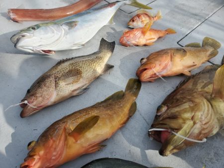 ブルーピア 釣果