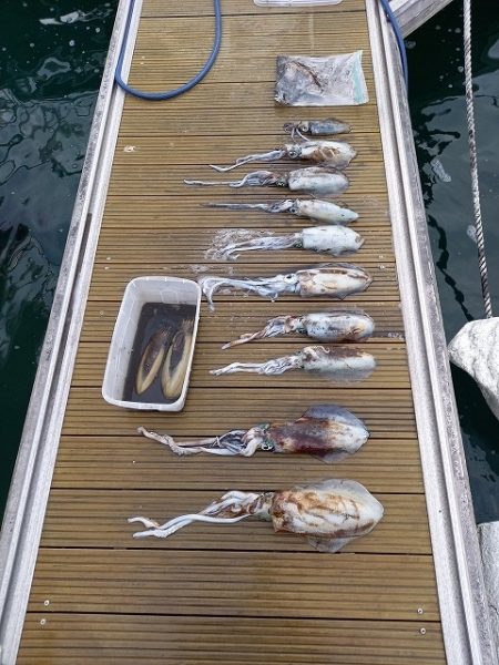 フィッシングボートACE（エース） 釣果