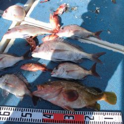 十八宝洋丸 釣果