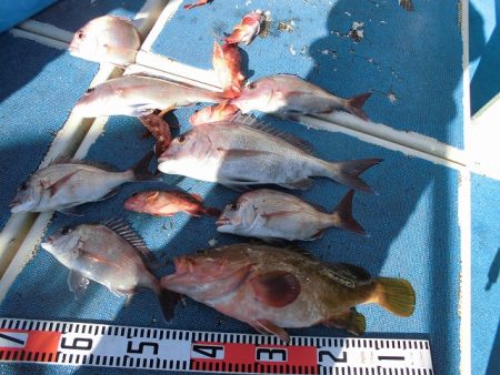 十八宝洋丸 釣果