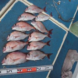 十八宝洋丸 釣果