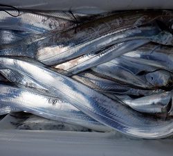 遊漁船 幸友丸 釣果