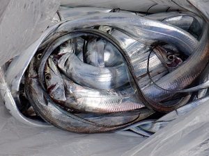 遊漁船 幸友丸 釣果