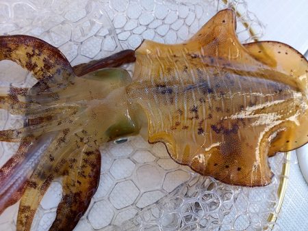 フィッシングボートACE（エース） 釣果