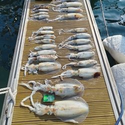 フィッシングボートACE（エース） 釣果