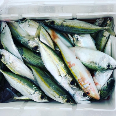 本部釣りイカダ 釣果