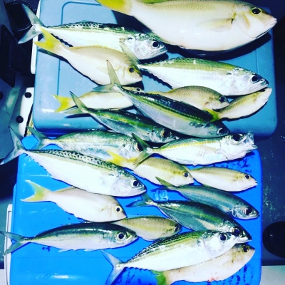 本部釣りイカダ 釣果