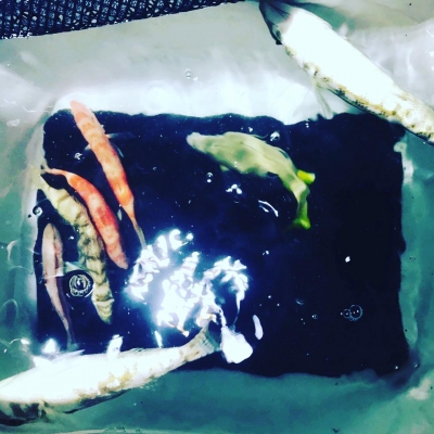 本部釣りイカダ 釣果