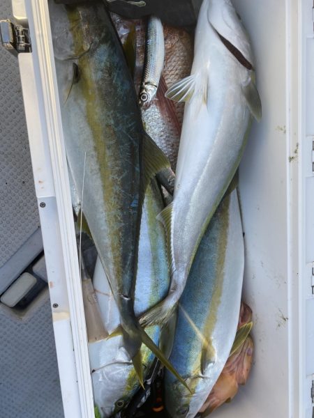 海龍丸（福岡） 釣果