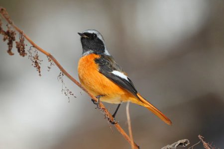 小菅トラウトガーデン 釣果