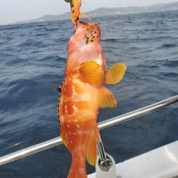 ブルーピア 釣果