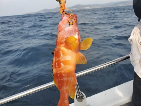 ブルーピア 釣果