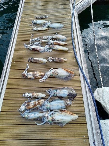 フィッシングボートACE（エース） 釣果