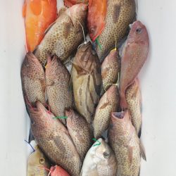 ブルーピア 釣果