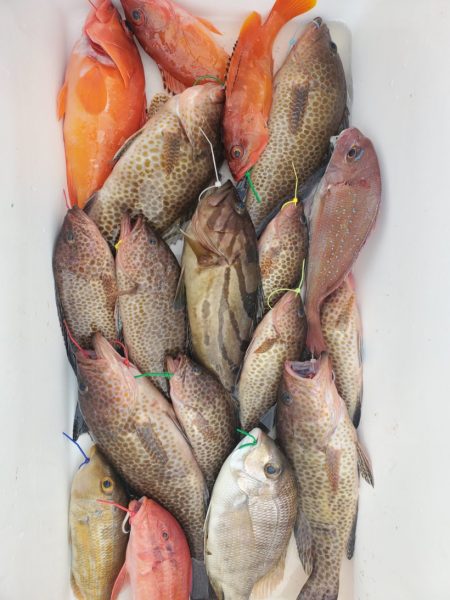 ブルーピア 釣果