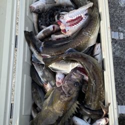 第八平成丸 釣果